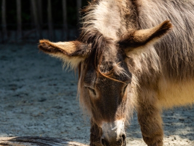 Kruisezel - De Zonnegloed - Dierenpark - Dieren opvangcentrum - Sanctuary